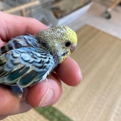 セキセイインコ雛の里親さん募集