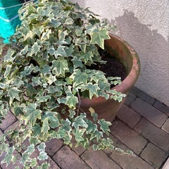 【引取限定】アンティーク　植木鉢_特大の画像