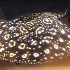 熱帯魚買取致します！　お見積り無料！お気軽に！！の画像