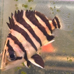 熱帯魚買取致します！　お見積り無料！お気軽に！！の画像