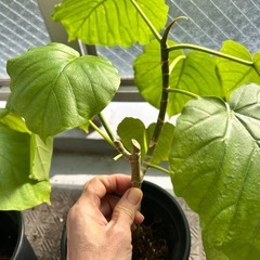 ウンベラータ苗木　2本セットの画像