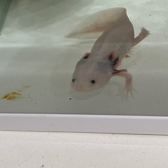 ウーパールーパーの画像