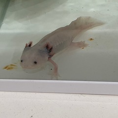 ウーパールーパーの画像