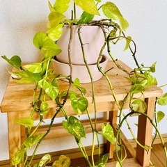 【観葉植物】ポトス・マーブルクイーンの画像