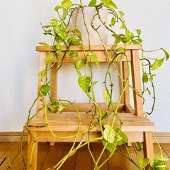 【観葉植物】ポトス・マーブルクイーンの画像