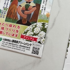 アリッサム５袋、かすみ草１１袋　種セットGypsophilaとAlyssum 種の画像