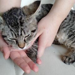 𓃠子猫の募集𓃠