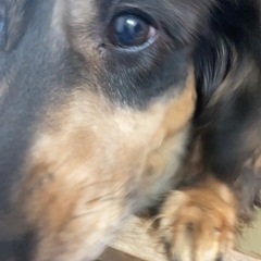 ミニチュアダックスフンド