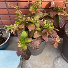 【あげます】アジサイ鉢植え3種の画像