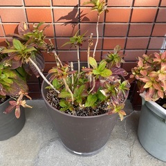 【あげます】アジサイ鉢植え3種の画像