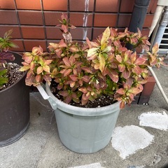 【あげます】アジサイ鉢植え3種の画像