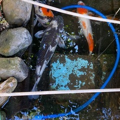 大型　錦織　5匹の画像