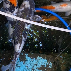 大型　錦織　5匹の画像