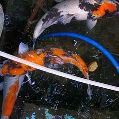 大型　錦織　5匹の画像