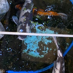 大型　錦織　5匹の画像