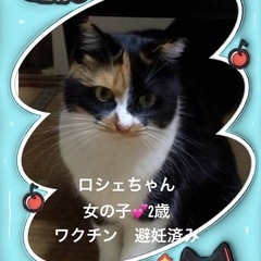 ロシェちゃん 女の子 2歳