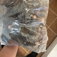 無料！巨大クヌギドングリ＆ドングリ帽子大量の画像