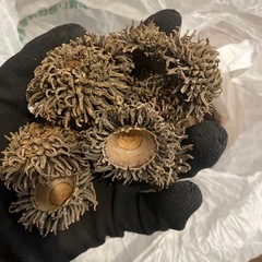 無料！巨大クヌギドングリ＆ドングリ帽子大量の画像