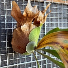 ビカクシダ #1の画像