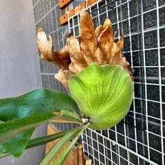 ビカクシダ #1の画像