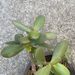 多肉植物の画像