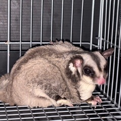 フクロモモンガノーマル