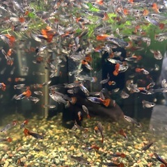 🐠国産グッピー レッドテールタキシード（ブラジルレッドファンテール） 1ペア350円 5ペア以上で1ペア250円 【在庫20ペア】自家繁殖個体　熱帯魚 国産 グッピー No.12の画像