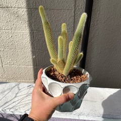 【あげます】サボテンの画像