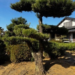 木、あげます！持っていってください！の画像