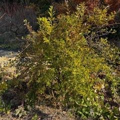 木、あげます！持っていってください！の画像