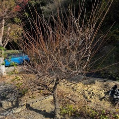 木、あげます！持っていってください！の画像