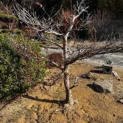 木、あげます！持っていってください！の画像