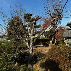 木、あげます！の画像