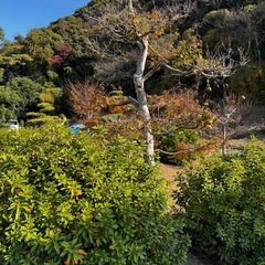 木、あげます！の画像