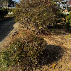 木、あげます！の画像