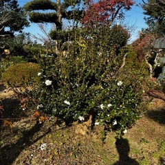 木、あげます！の画像