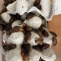 紙卵パック　デュビアコオロギ用
の画像