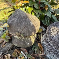 裏庭の石、もらってください！の画像