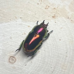 ✨美麗 激レア♀赤✨①ラトレイユキンイロクワガタ ペアの画像