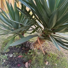 ユッカ　グロリオサの画像