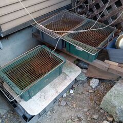 メダカあげますの画像