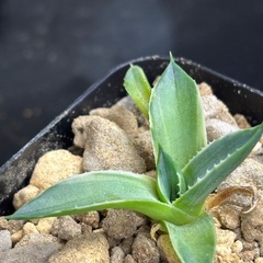 【完売御礼】【レア感てんこ盛り】１株だけお裾分け【アガベピクシー】の画像