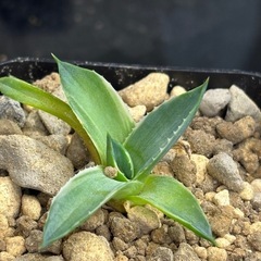 【完売御礼】【レア感てんこ盛り】１株だけお裾分け【アガベピクシー】の画像