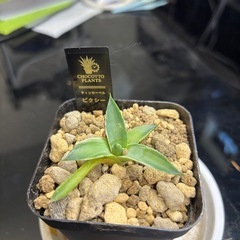 【完売御礼】【レア感てんこ盛り】１株だけお裾分け【アガベピクシー】の画像