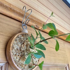 観葉植物　ペペロミアと木製壁掛鉢の画像