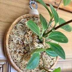 観葉植物　ペペロミアと木製壁掛鉢の画像