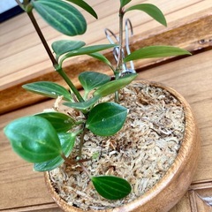 観葉植物　ペペロミアと木製壁掛鉢の画像
