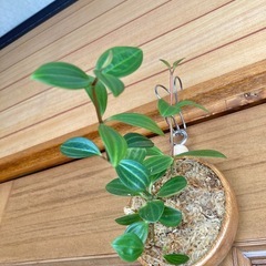 観葉植物　ペペロミアと木製壁掛鉢の画像