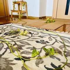 【観葉植物】ポトス・マーブルクイーンの画像
