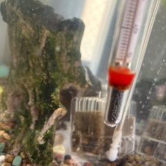 ミナミヌマエビ７匹と敷石の画像